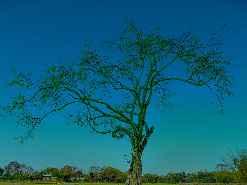 Lonely Tree, assam, india, nature, northeast india, sky, spring, trees, winter, HD wallpaper