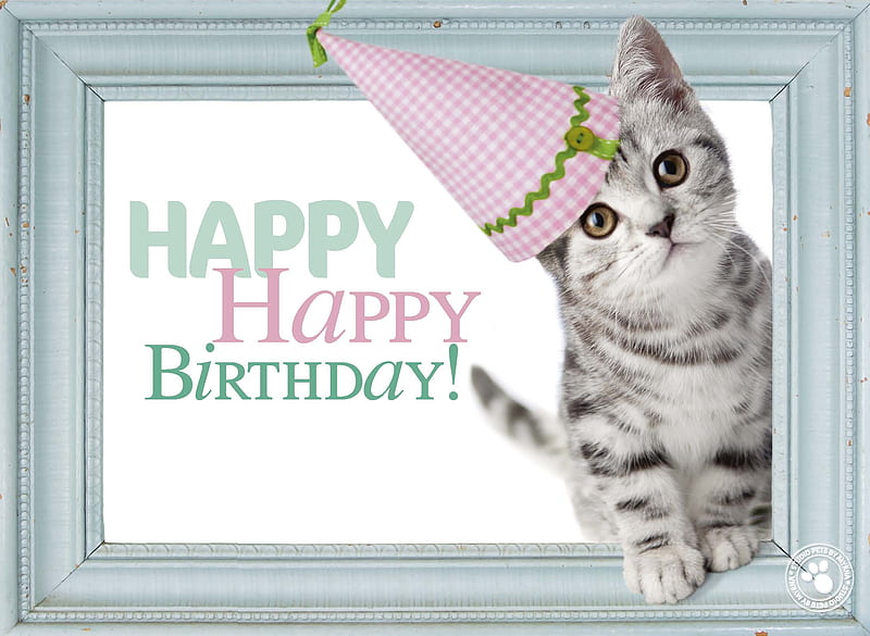 feliz cumpleaños !, gato, birtay, sombrero, tarjeta, linda, pnk, gris,  gatito, Fondo de pantalla HD | Peakpx