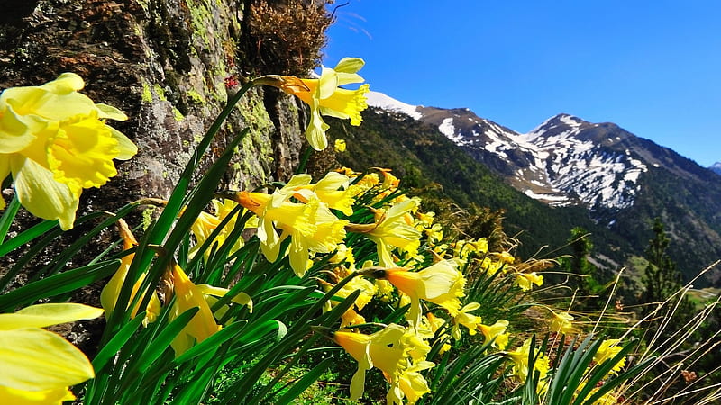 Flowers Mountain, mountain, yellow, flowers, nature, HD wallpaper | Peakpx