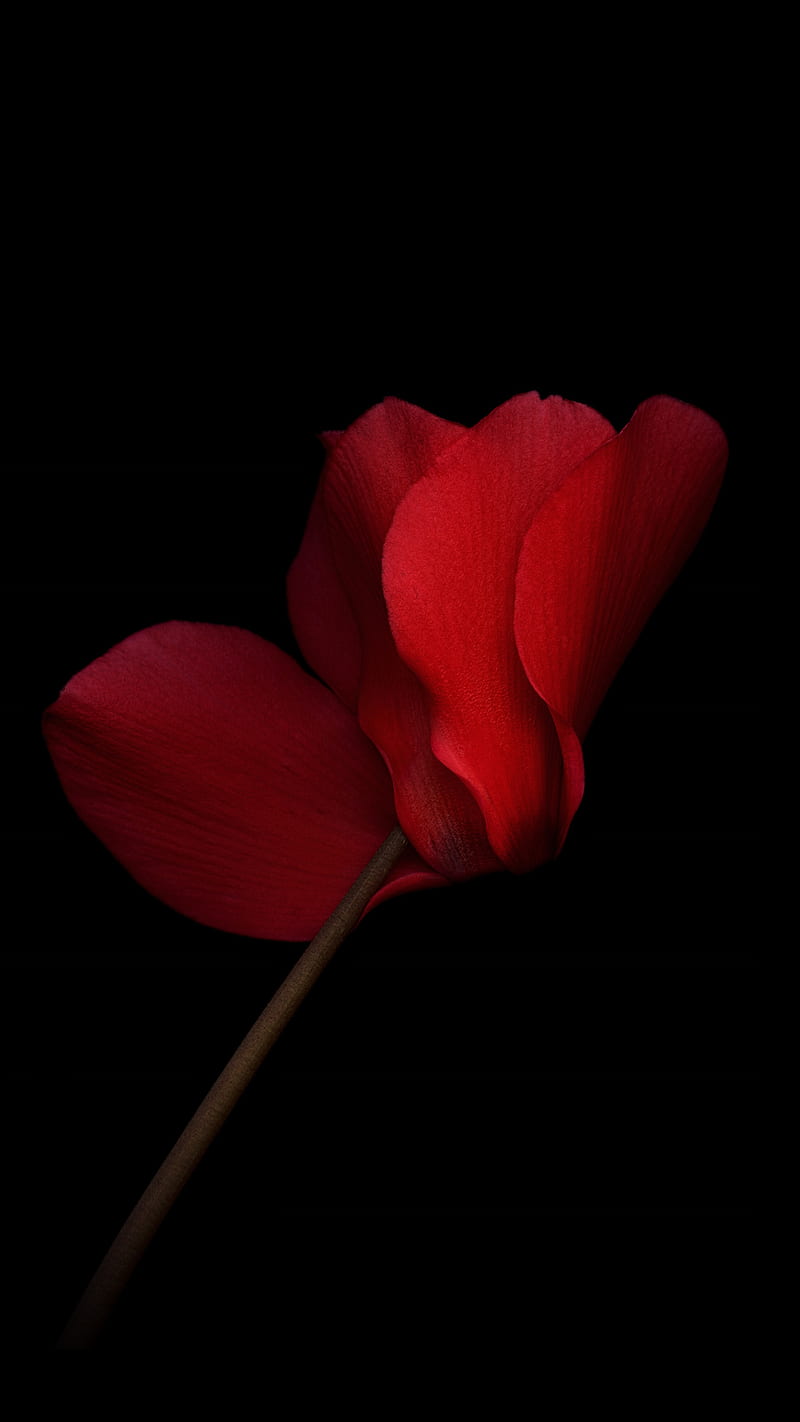 Flower, beauty, quad , red, stock , vivo xplay 5, HD phone wallpaper