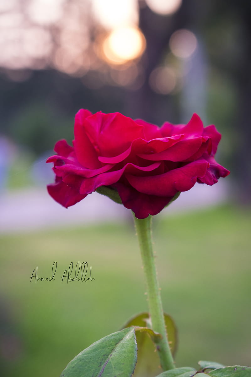 Flor, rosa, bueno, bonito, flores, tulipán, tulipanes, rosado, buenos días,  mañana, Fondo de pantalla de teléfono HD | Peakpx