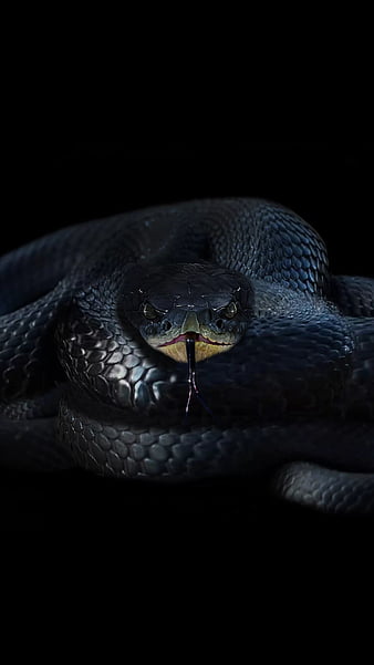 snakes wallpapers hd
