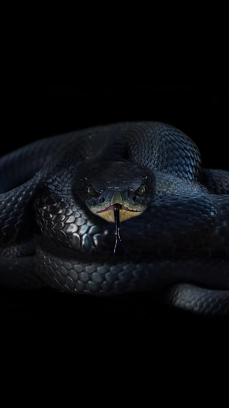 Black snake, danger, dark, poison, snakes, tongue, wild, HD phone wallpaper