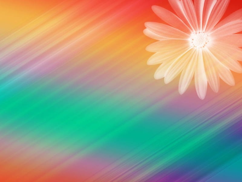 Soft color flower, flower, pattern, rainbow, daisy, HD wallpaper