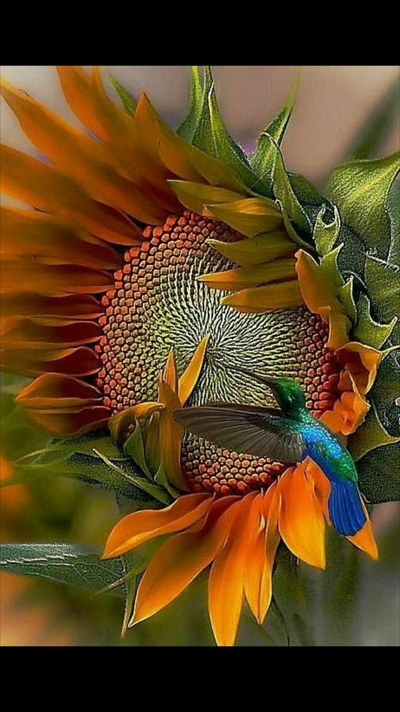 humming bird, sunflower, HD phone wallpaper