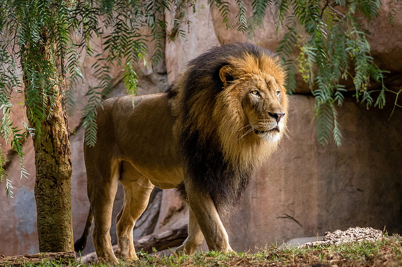 lion, walking, king, wildlife, big cats, Animal, HD wallpaper