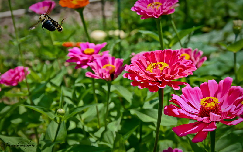 Bumble Bee Garden, flower, garden, nature, bonito, bumblebee, HD wallpaper