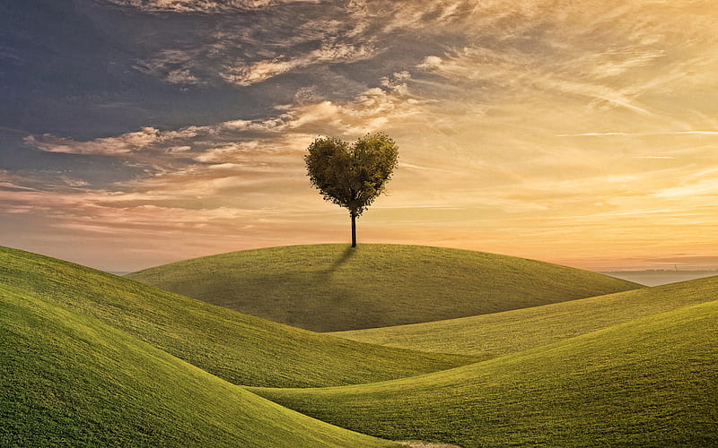green heart tree, love nature, evening, sunset, tree heart, green grass, Love the Earth, Save Earth, HD wallpaper