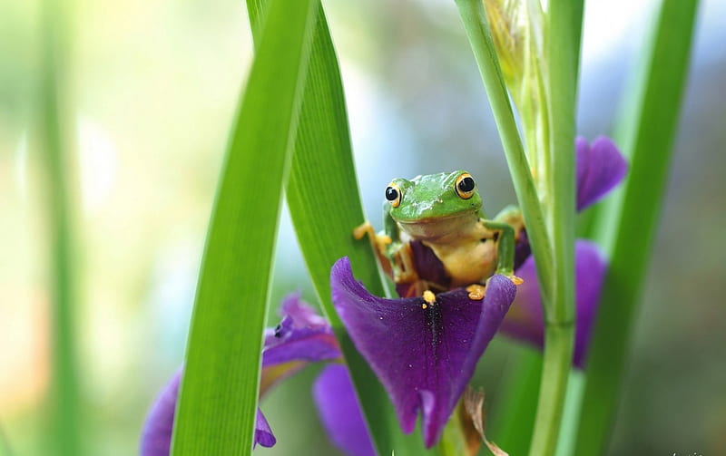 Frog, cute, purple, green, flower, yellow, animal, iris, HD wallpaper