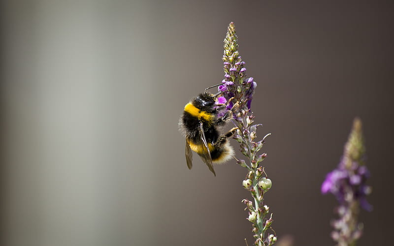 Busy Bee, flower, summer, garden, bee, HD wallpaper