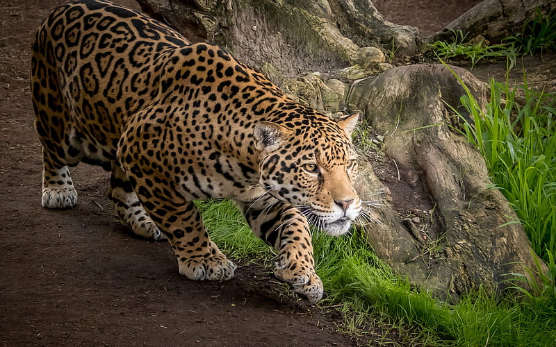 jaguar, wildlife, predators, Panthera onca, HD wallpaper