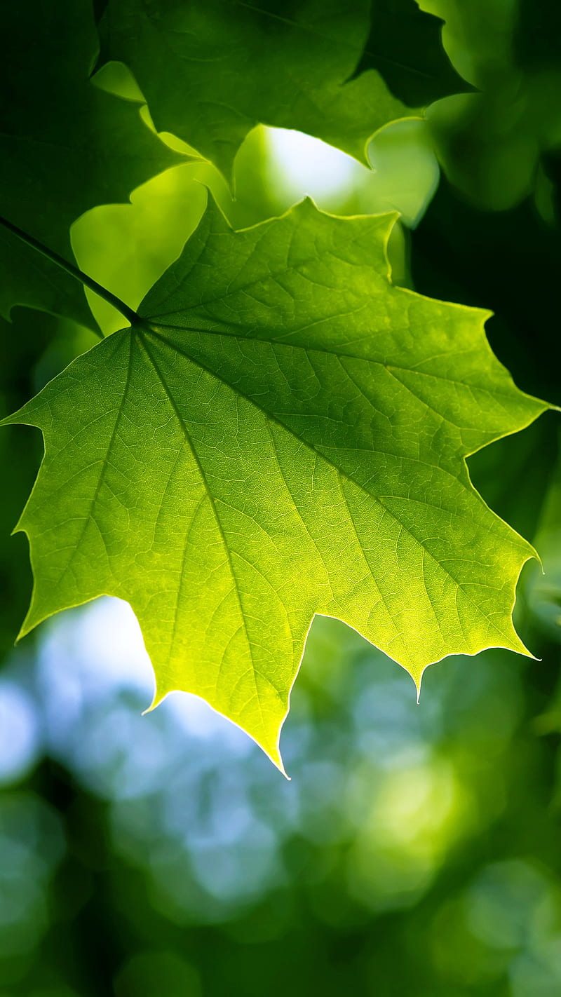 Leaf, green, nature, HD phone wallpaper | Peakpx