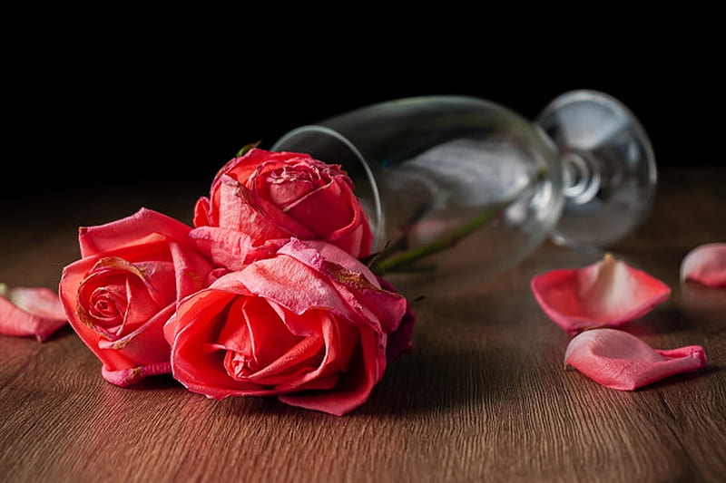 Pink Roses, Champagne, Roses, Glass, Petals, Table, HD wallpaper | Peakpx