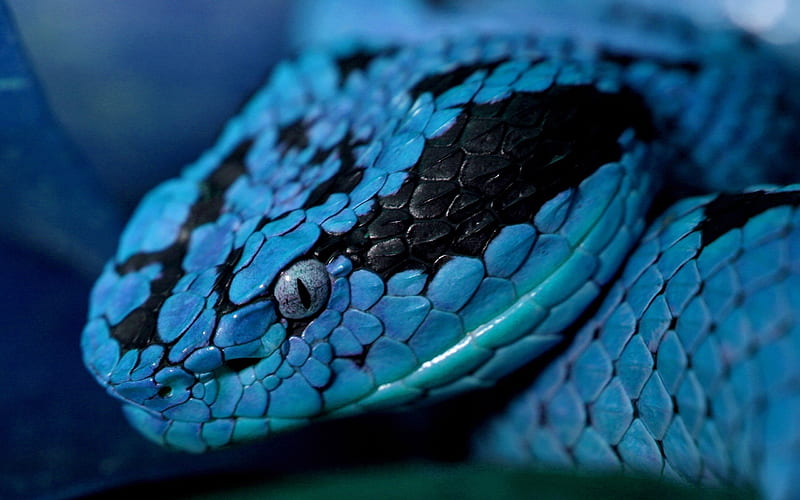 blue snake, beautiful snake, snake eyes, HD wallpaper