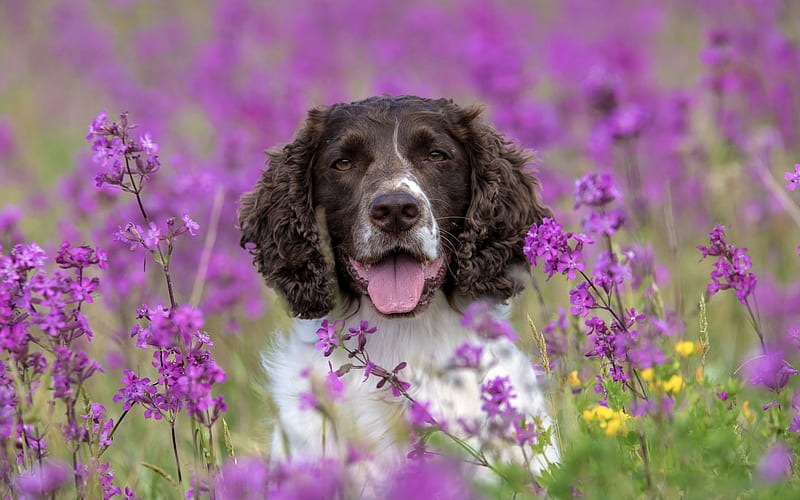 english springer spaniel, curly dog, cute animals, pets, dog in the grass, flowers, HD wallpaper