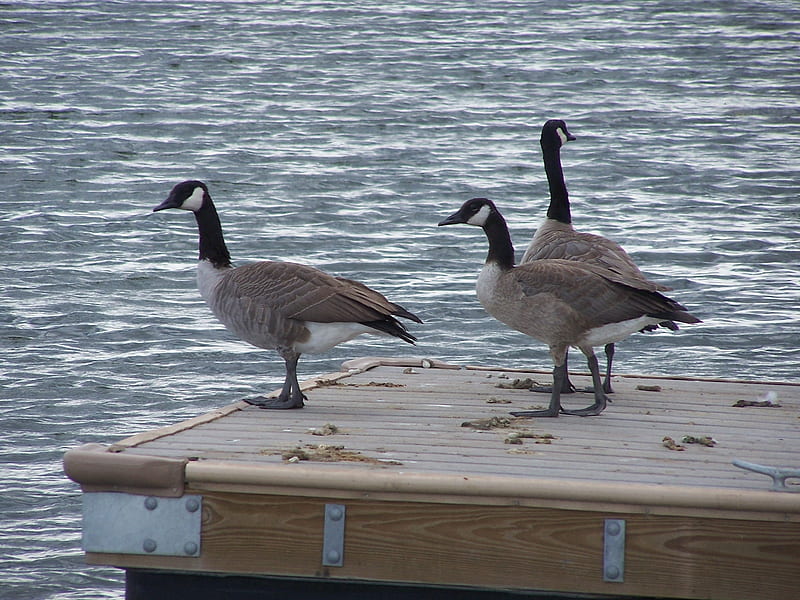 Goose Launch, geese, waterfowl, water, canada geese, ramp, HD wallpaper