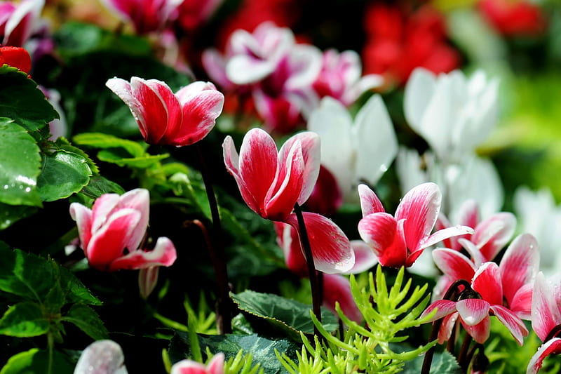 White And Pink Cyclamen Flowers, White, Flowers, Cyclamen, Pink, HD wallpaper
