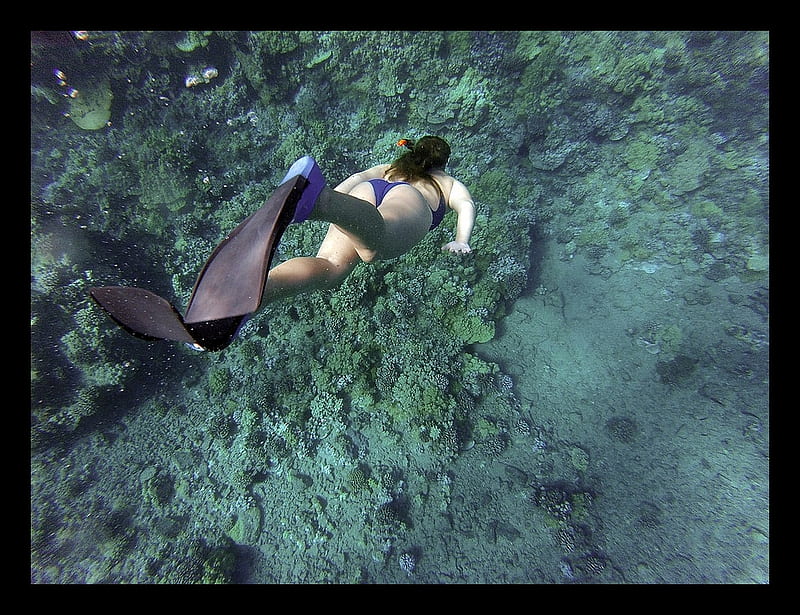 Snorkeling, Beauty, Bikini, Ocean Bottom, Fins, Diving, HD wallpaper