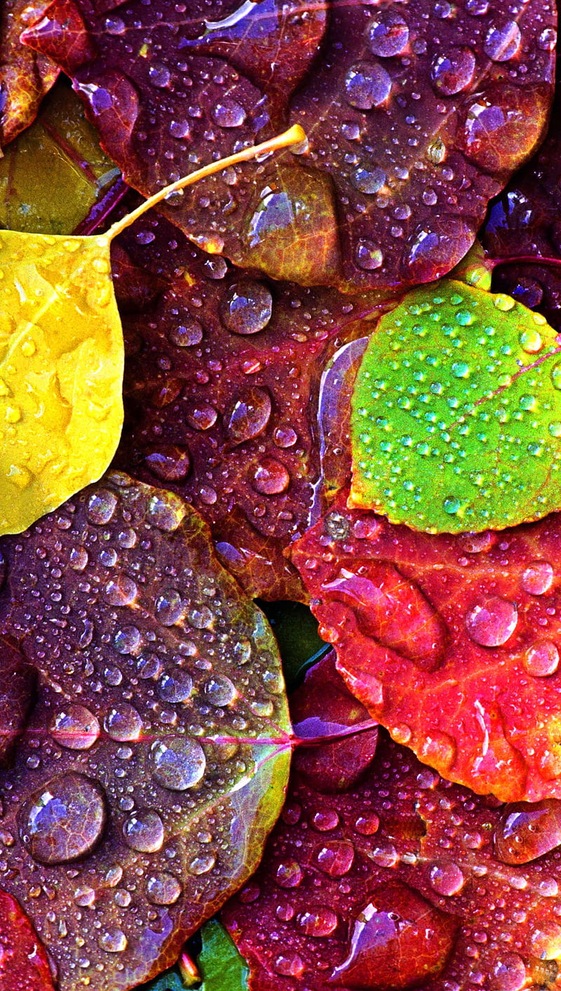 RAIN ON LEVES, collor, leaves, rain, wet, HD phone wallpaper