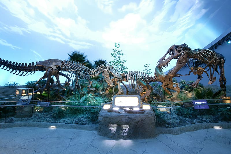 Dinosaurs, Animal, Dinosaur, Skeleton, Fossil, HD wallpaper