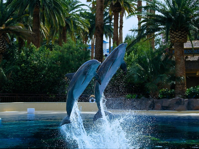 dolphin show off, dolphin, trees, habitat, play, HD wallpaper