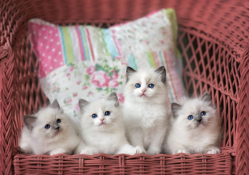 Kittens, cat, animal, cute, siamese, chair, kitten, white, pink, pisica, HD wallpaper