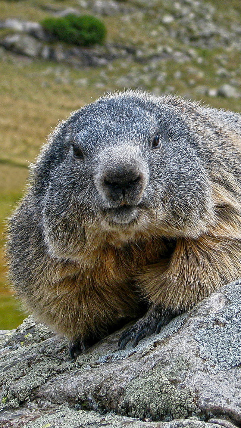Marmot of Alps, animal des alpes, bonny, french alps, marmotta, marmotte,  murmeltier, HD phone wallpaper | Peakpx