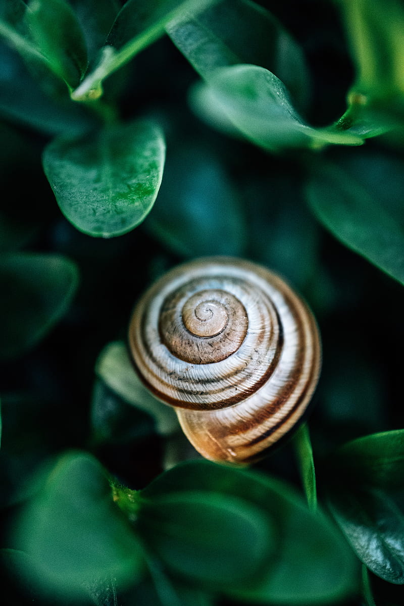snail, leaves, macro, HD phone wallpaper