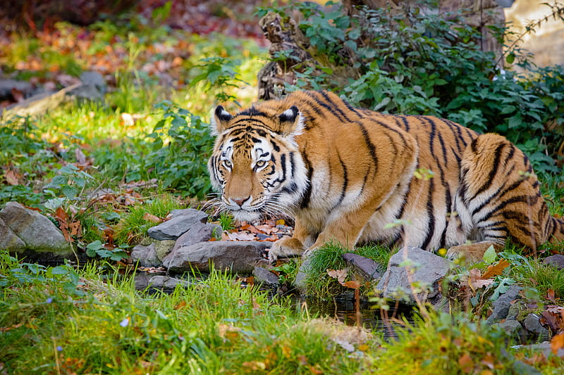 tiger, big cat, formidable, stripes, stones, HD wallpaper