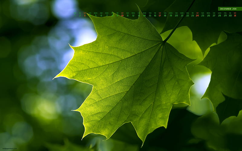 Maple Leaf-December 2011-Calendar, HD wallpaper