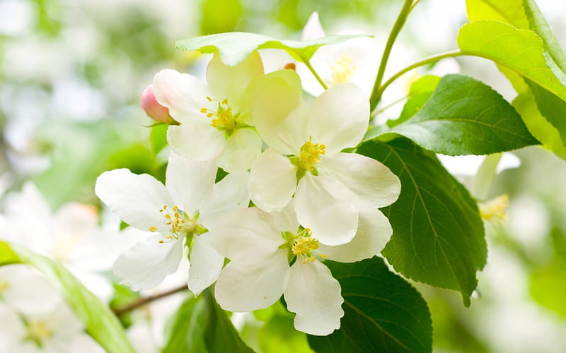 White Blossoms, flowers, quince, blossoms, nature, white, HD wallpaper