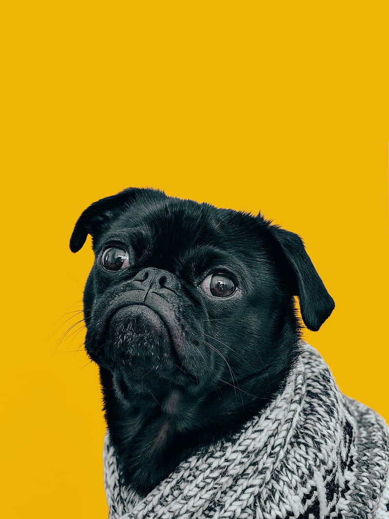 black pug with gray knit scarf, HD mobile wallpaper