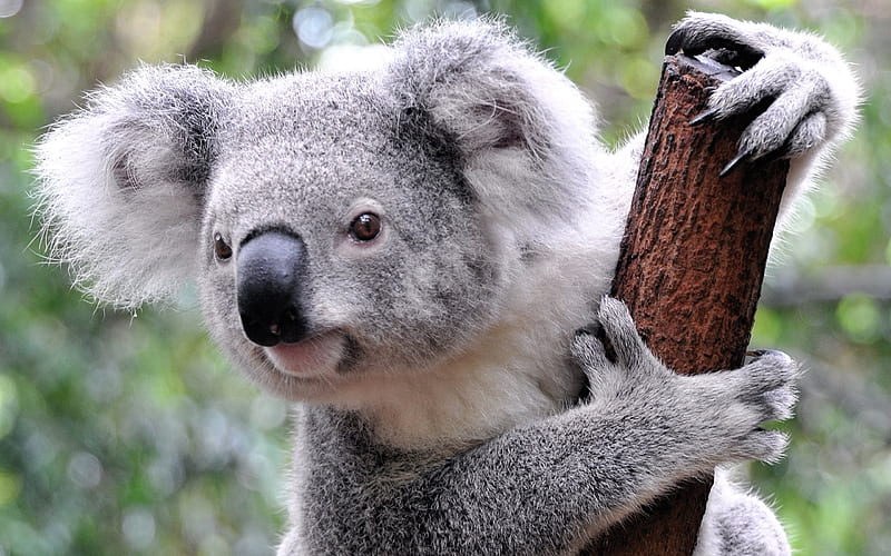 koala, forest, bear, cute animals, HD wallpaper