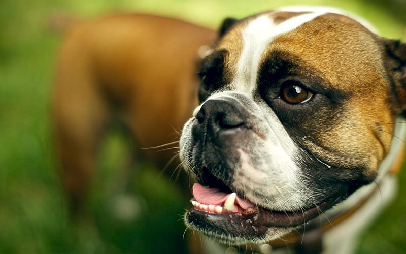 Boxer Dog, muzzle, bokeh, cute animals, close-up, pets, dogs, Boxer, HD wallpaper