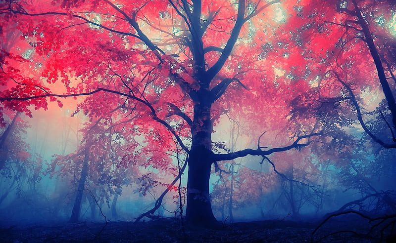 Forest Ultra, Seasons, Autumn, Forest, Mist, fog, redtree, HD wallpaper