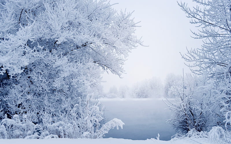 Winter White Forest-, HD wallpaper