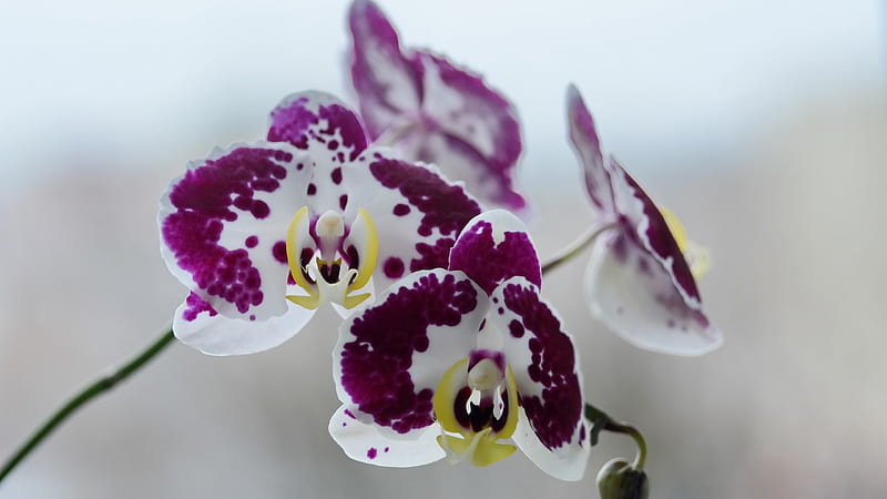 Flores de orquídeas blancas moradas oscuras desenfoque de flores, Fondo de  pantalla HD | Peakpx