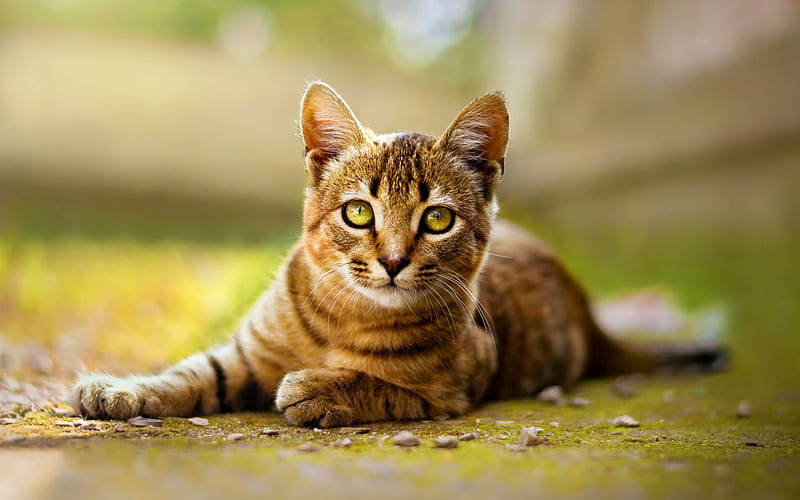 Toyger, cute cat, pets, brown cat, breed of domestic cats, cats, HD wallpaper