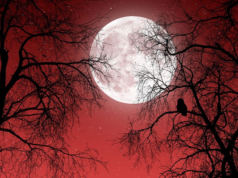 Fullmoon, dark trees, full-moon, nature, red, sky, HD wallpaper