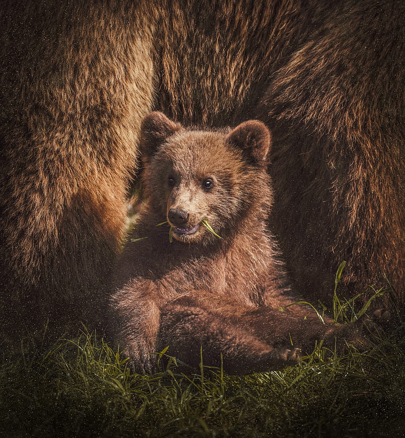 bear cub, bear, funny, cute, animal, HD phone wallpaper