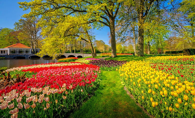 Keukenhof park, Holland, Keukenhof, garden, park, tulips, bonito, Netherland, colorful, grass, flowers, HD wallpaper