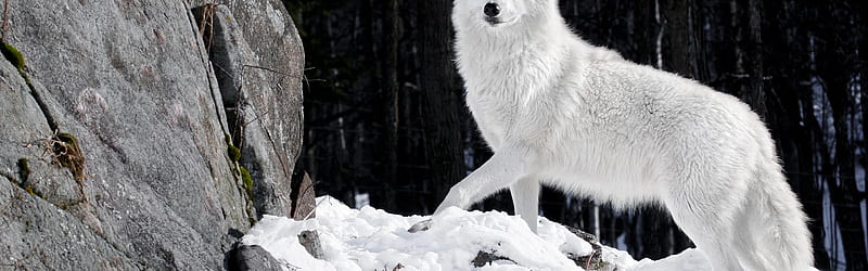 Wild white wolf in the forest, Dual Monitor Wolf, HD wallpaper
