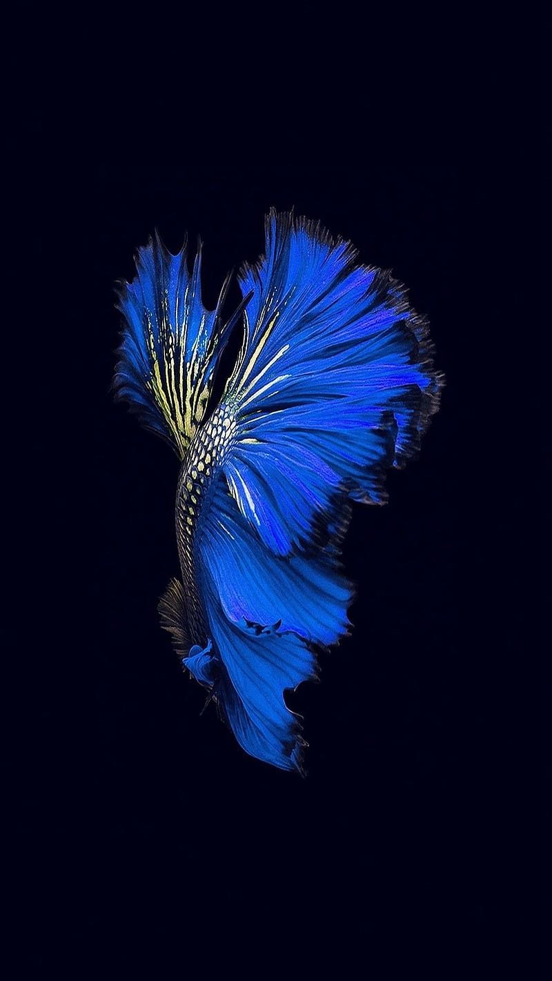Most Popular Iphone, Blue Siamese fighting fish, black background, HD phone wallpaper