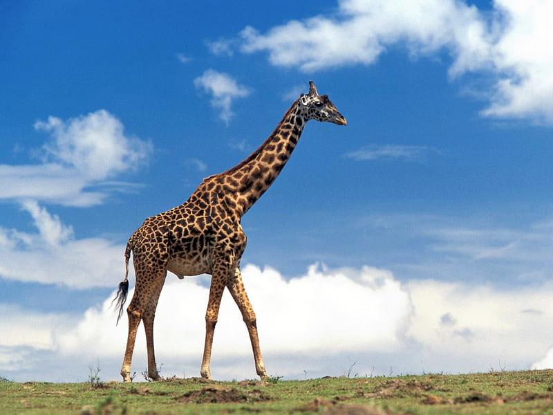giraf walk, wild life, sky, giraf, HD wallpaper
