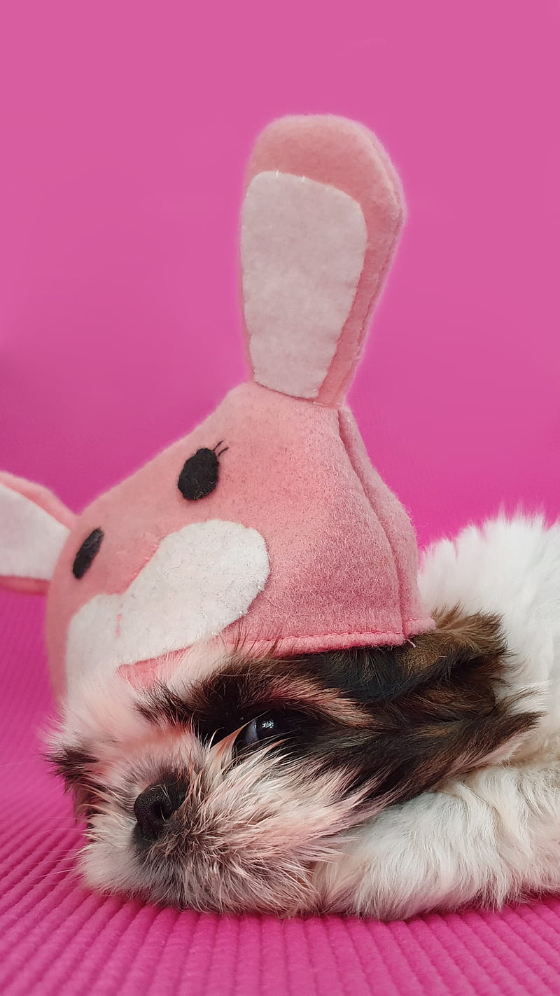 Cute dog , bunny, dog, pink, puppy, rabbit, shihtzu, HD phone wallpaper