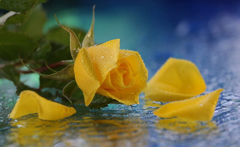 Still Life-yellow rose-, yellow, still life, water, rose, HD wallpaper