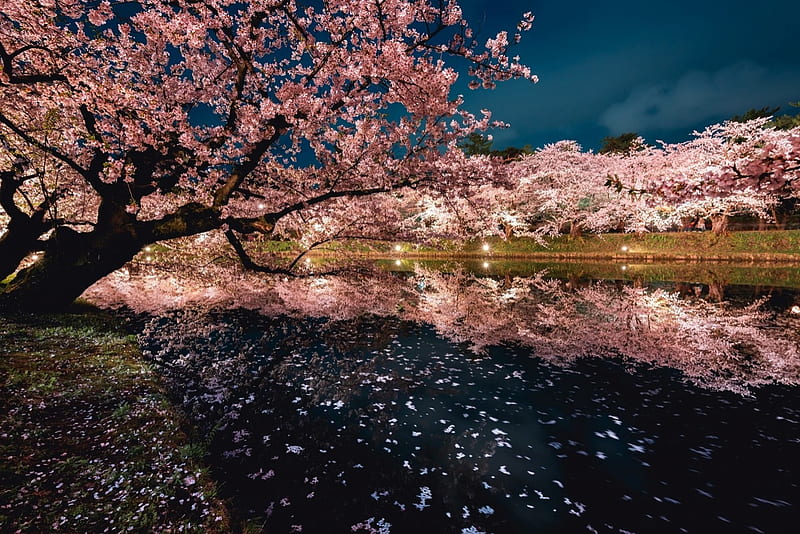 árbol de sakura, cerezo, sakura, japón, naturaleza, sakuratree, flor de  cerezo, Fondo de pantalla HD | Peakpx