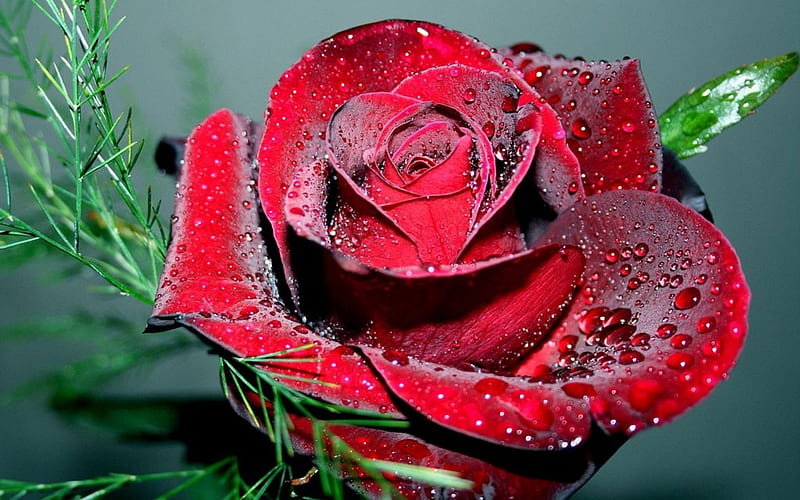 Dewy Rose(for Luiza), red, water, rose, love, dewy, flower, nature, sign, HD wallpaper