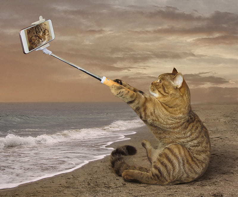 Selfie, cat, animal, sea, beach, summer, phone, funny, pisica, HD wallpaper
