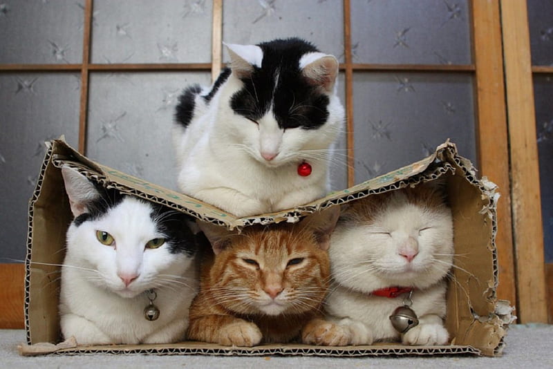ONE ON TOP THREE IN BOX, FOUR, THREE, TWO, ONE, CATS, HD wallpaper
